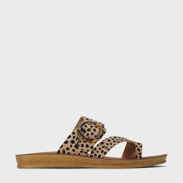 Dotsie (Cheetah)