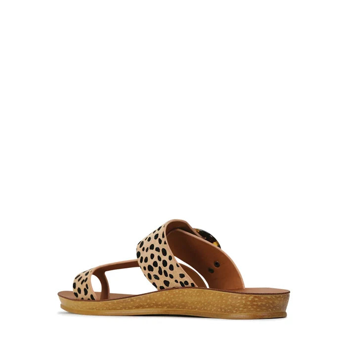 Dotsie (Cheetah)