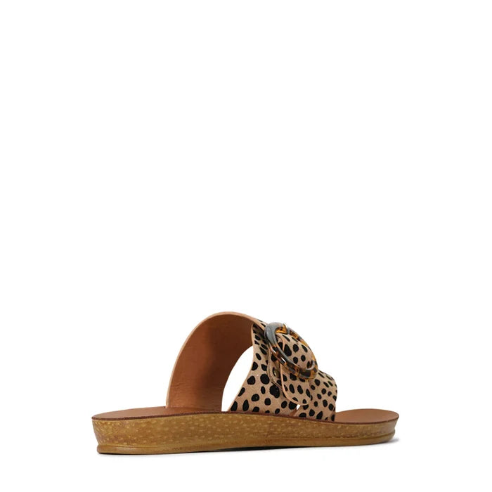 Dotsie (Cheetah)