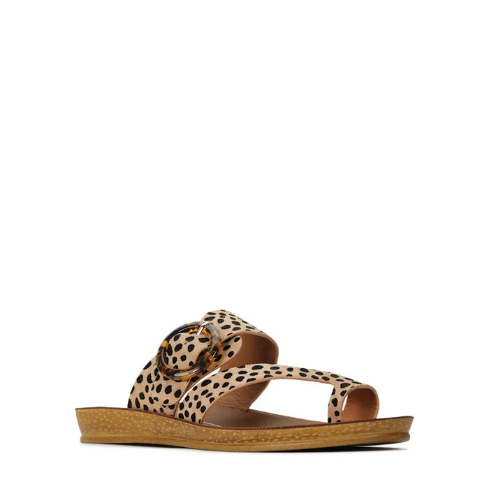 Dotsie (Cheetah)